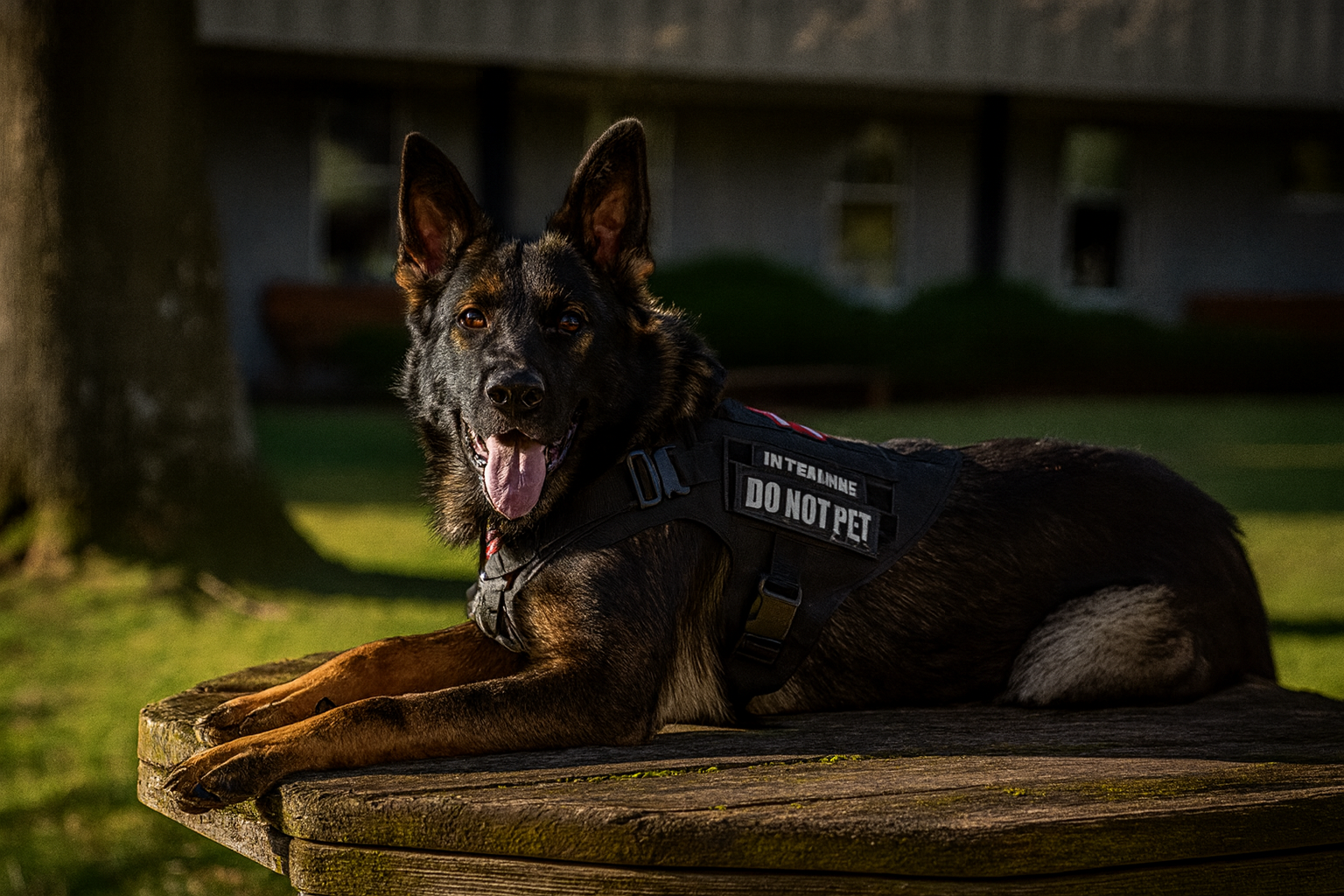 TactiPaw Elite Dog Harness Set